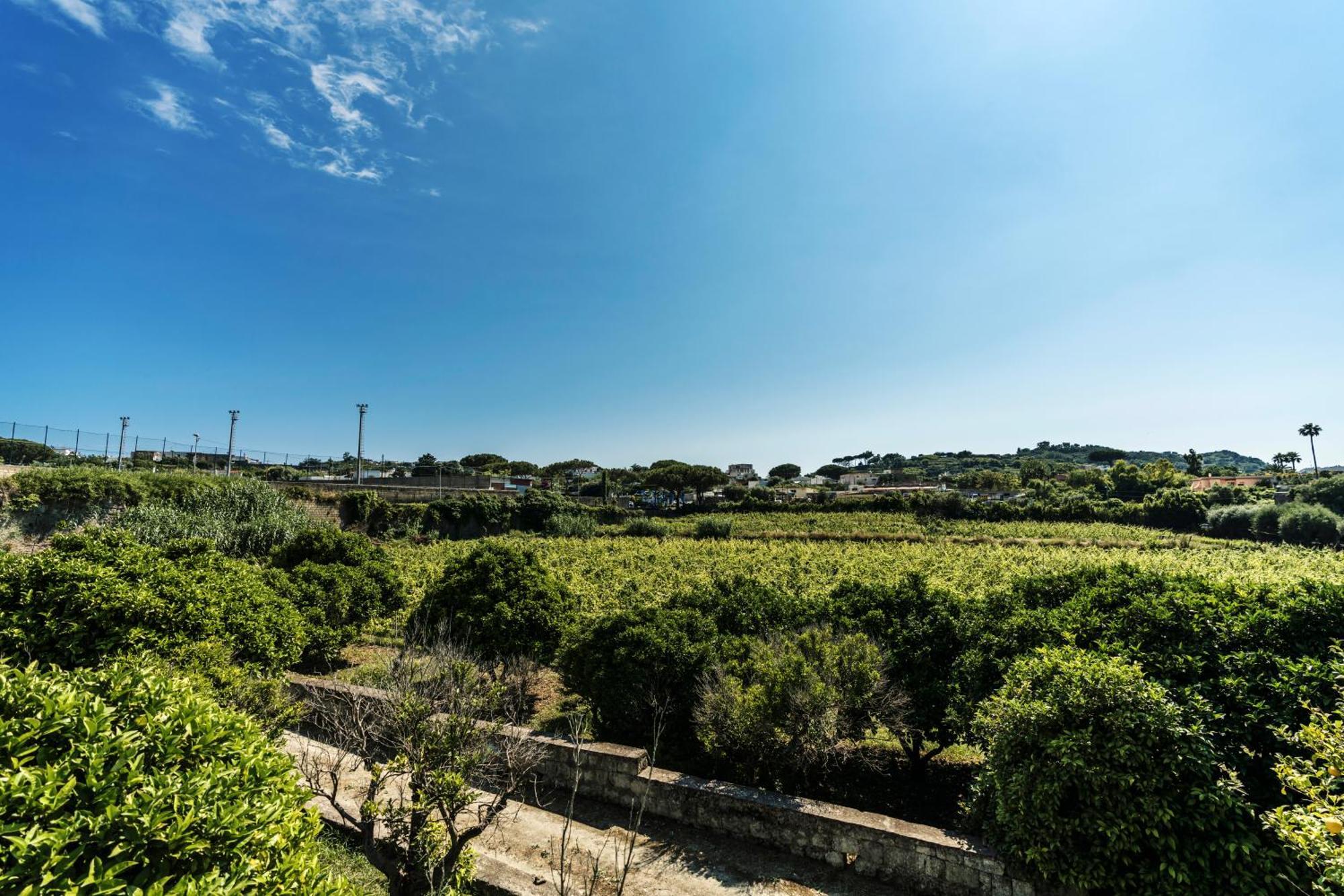 Tenuta Calitto Wine Resort E Spa Искья Экстерьер фото