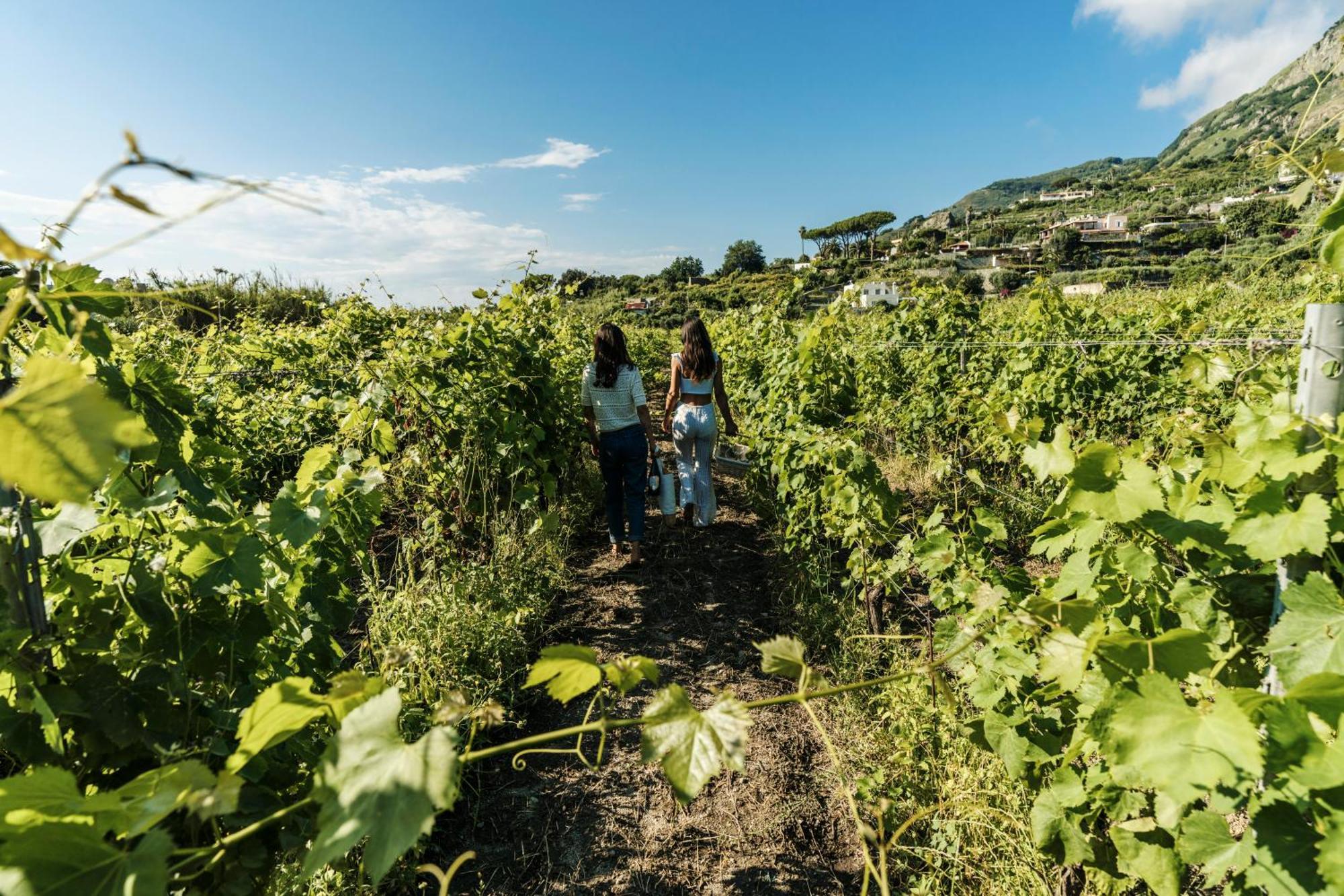 Tenuta Calitto Wine Resort E Spa Искья Экстерьер фото